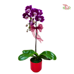 Harmony in Bloom 2026(random color)