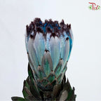 Protea