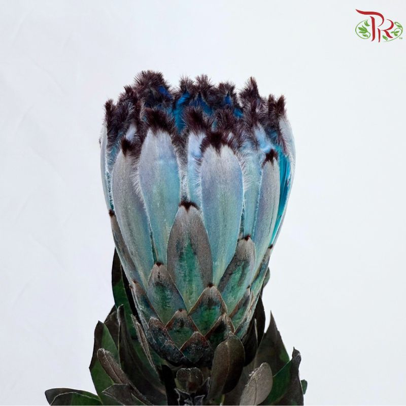 Protea