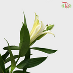 Lily 3 + - Rodina White (5 Stems) - Pudu Ria Florist
