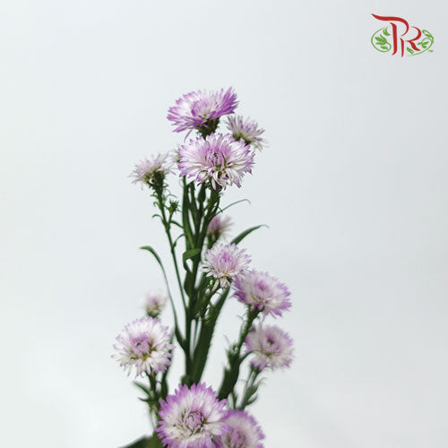Peacock Tagetes Patula - (Per Bunch) - Pudu Ria Florist