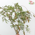 Tamarindus Indica (Per Bunch)