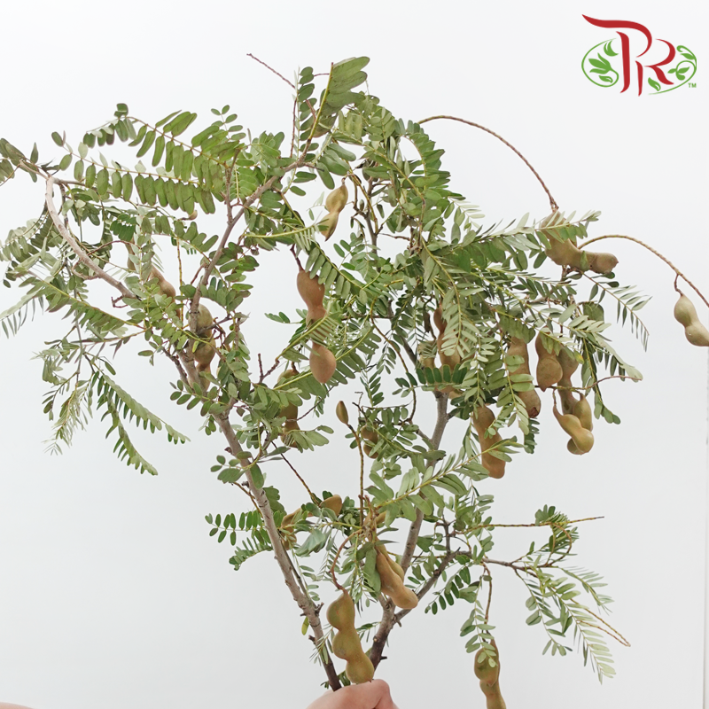 Tamarindus Indica (Per Bunch)
