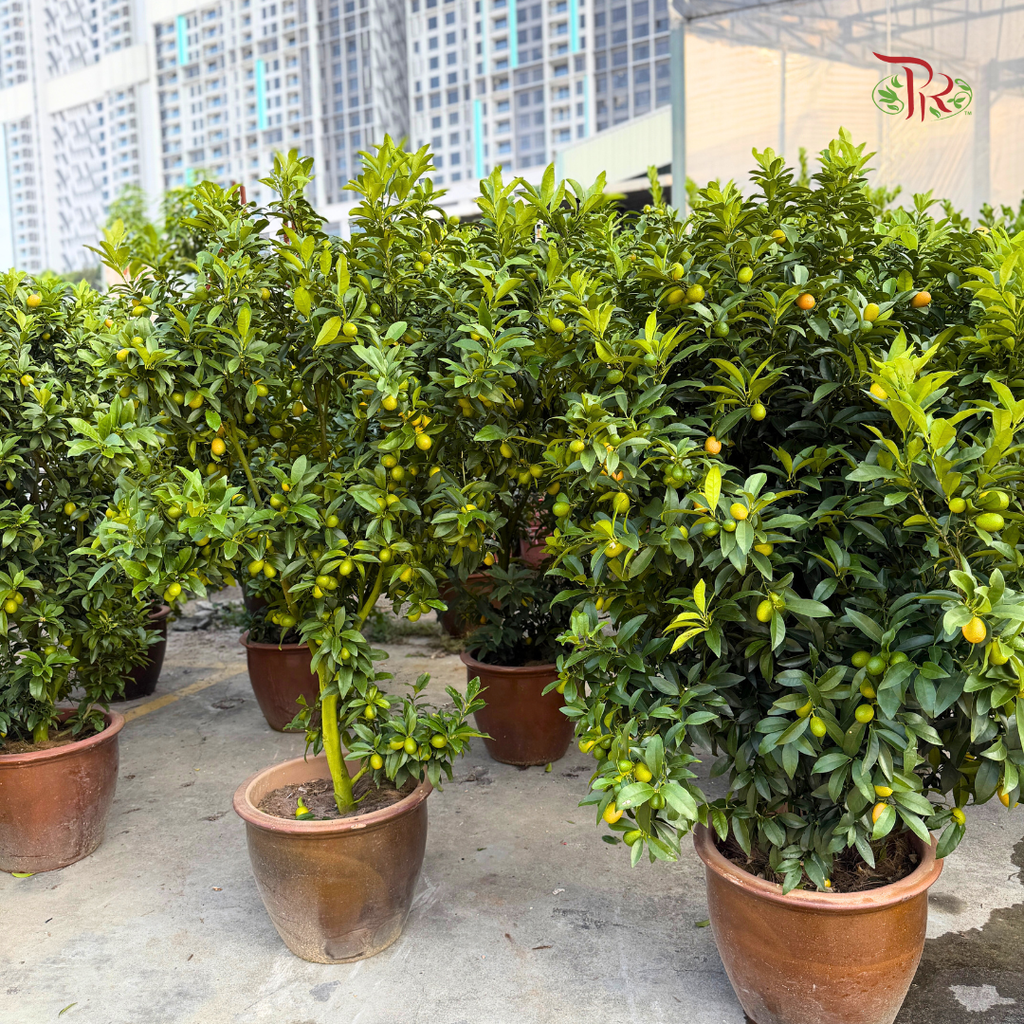 本地桔子树/ 金桔树Local Four Season Lime Tree/ Kumquat Lime Tree