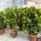 本地桔子树/ 金桔树Local Four Season Lime Tree/ Kumquat Lime Tree