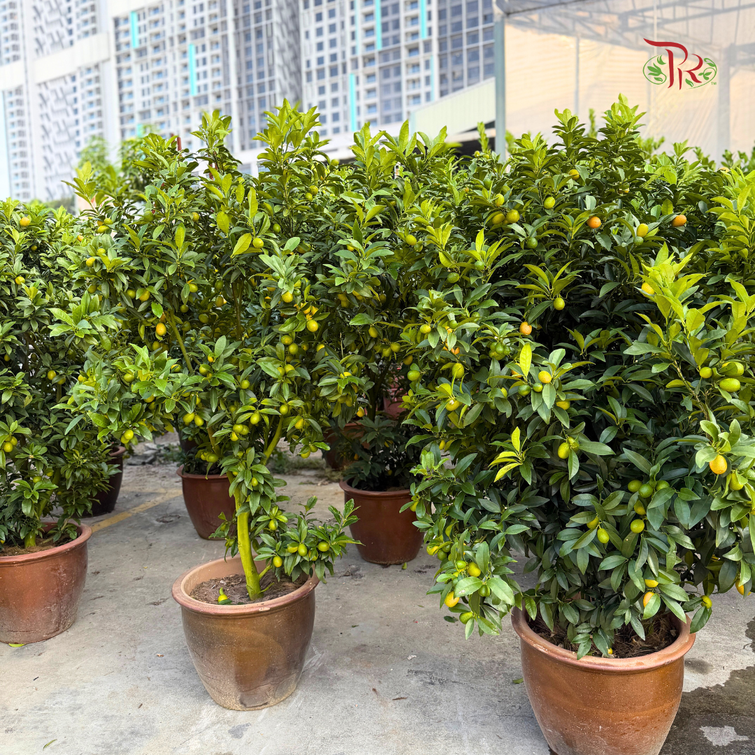 本地桔子树/ 金桔树Local Four Season Lime Tree/ Kumquat Lime Tree