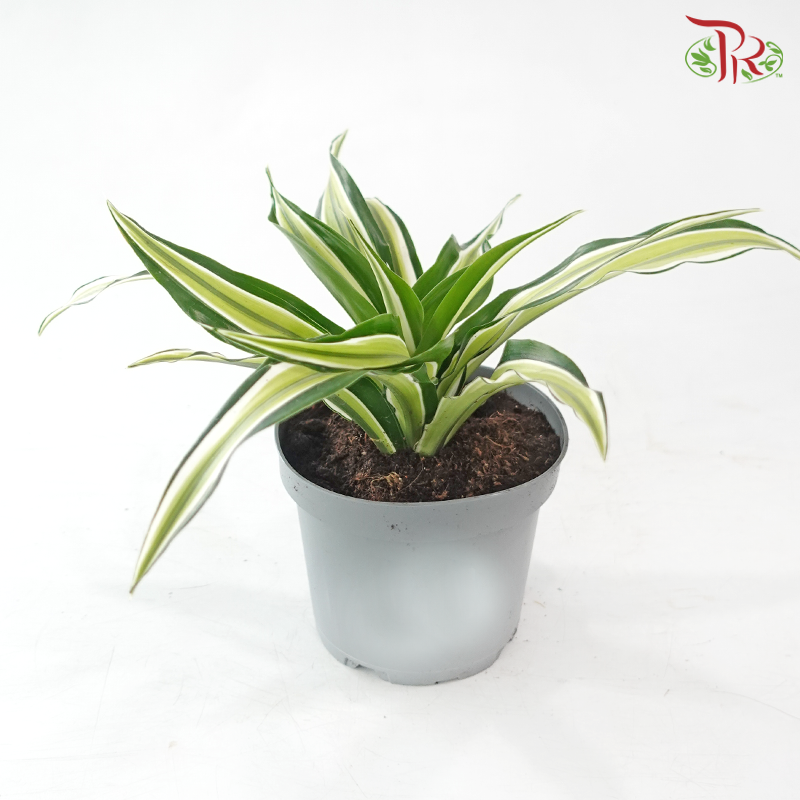 Dracaena  Fragrance《铁树 巴西木》(Random Choose Plant)