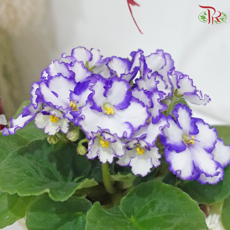 Bloomin' Love《绽放の爱》(Saintpaulia Plant) (With / Without Repotting)