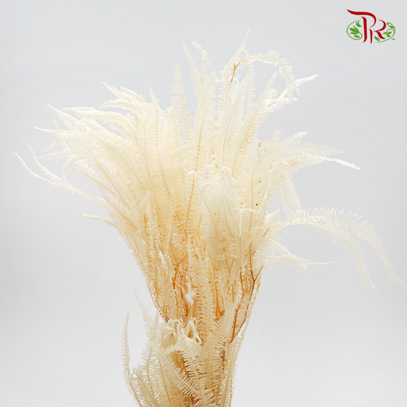Preserved Fern Long- Bleached (Per Bunch) - Pudu Ria Florist