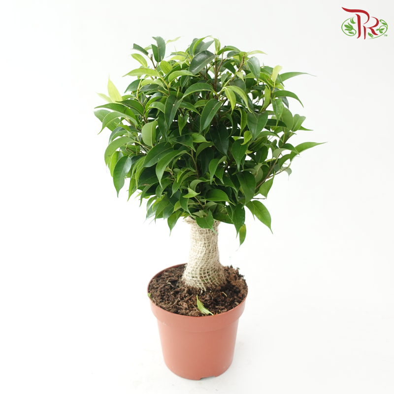 Ficus Benjamina Natasja《密叶垂榕》