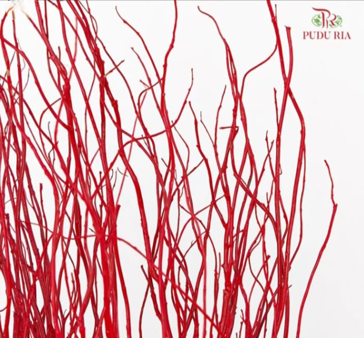 龙柳 Salix TW (3 Stems)