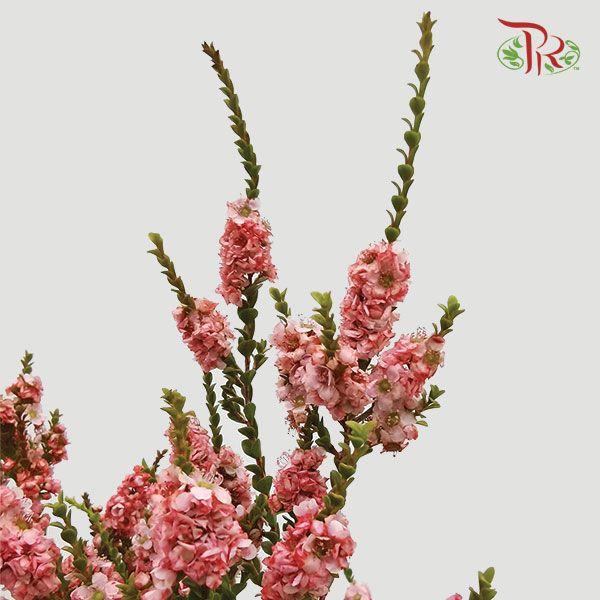 Snowflake Double- Red (Per Bunch) - Pudu Ria Florist