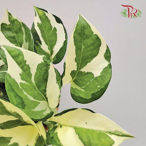 Epipremnum N’joy 《喜悅黃金葛》 - Pudu Ria Florist