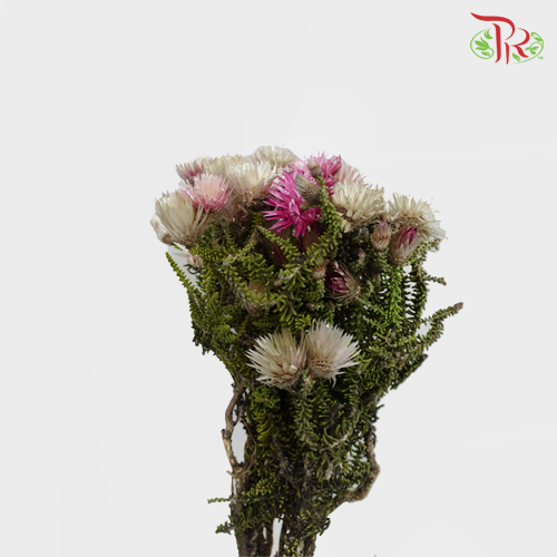Phaenocoma Prolifera - (Per Bunch) - Pudu Ria Florist