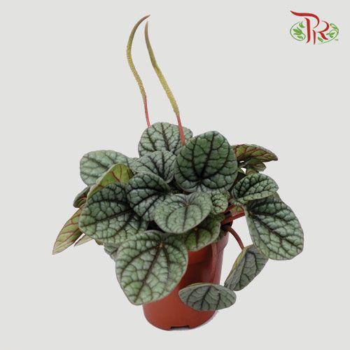 Peperomia Greyhound - Pudu Ria Florist