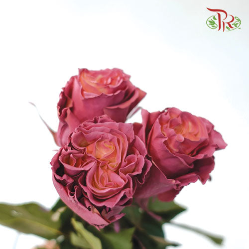 Ceres Rose - Dusty Rose (10 Stems) - Pudu Ria Florist