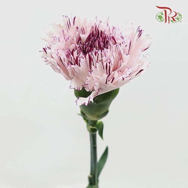 Carnation - Jupiter (10 Stems) - Pudu Ria Florist