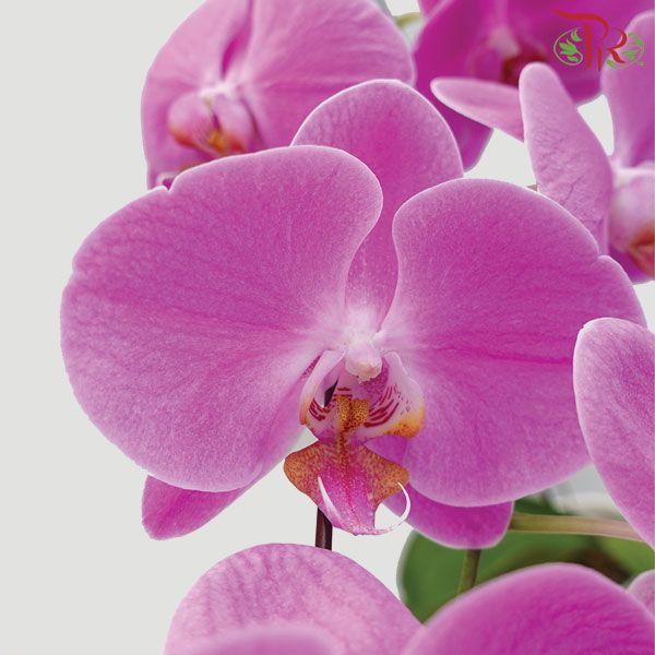 Phalaenopsis Orchid - Light Pink With Yellow Lips *With No Vase - Pudu Ria Florist