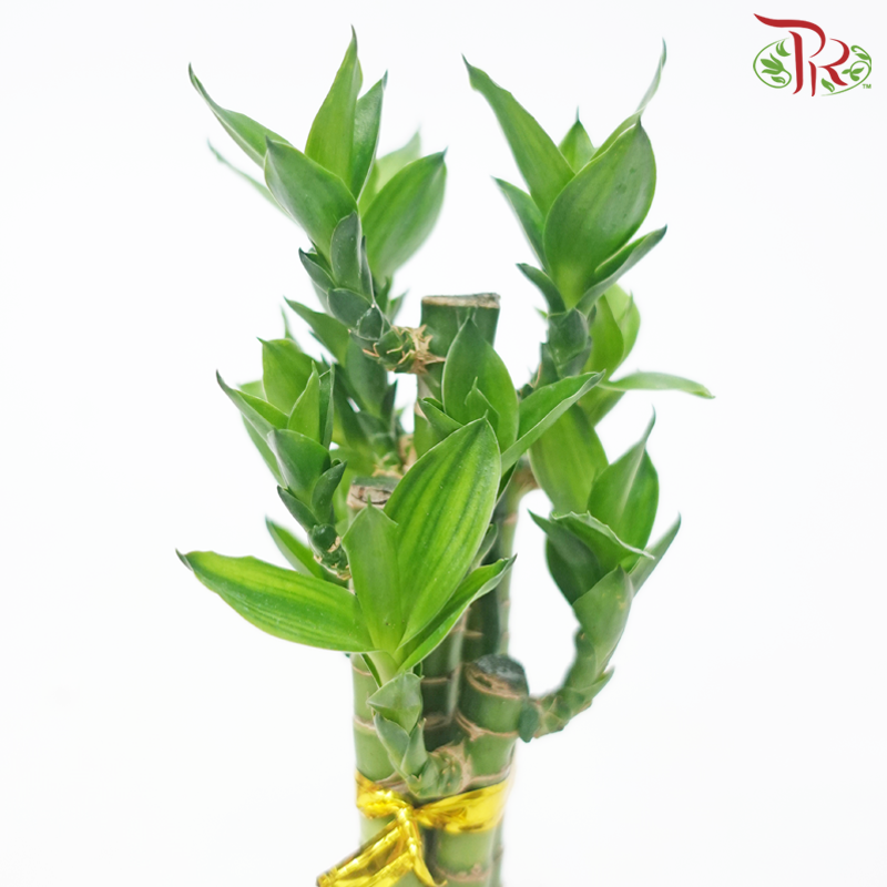 Lotus Bamboo (5in1)《荷花竹》