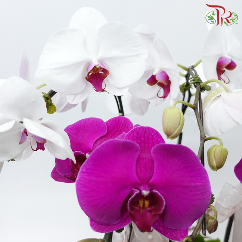 5in1 Premium Orchid Arrangement in Art Pot (Random Choose Orchid Colour & Design)-Pudu Ria Florist-prflorist.com.my