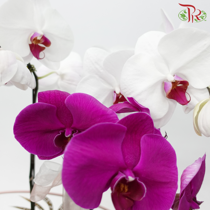 5in1 Premium Orchid Arrangement in Art Pot (Random Choose Orchid Colour & Design)-Pudu Ria Florist-prflorist.com.my