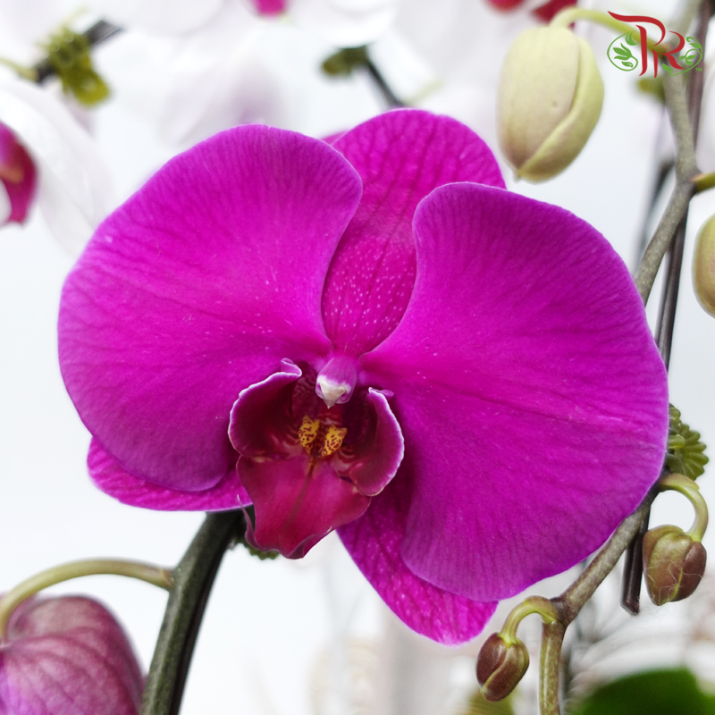 5in1 Premium Orchid Arrangement in Art Pot (Random Choose Orchid Colour & Design)-Pudu Ria Florist-prflorist.com.my