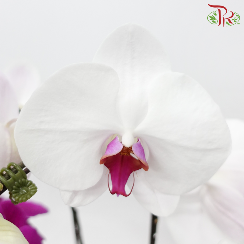 5in1 Premium Orchid Arrangement in Art Pot (Random Choose Orchid Colour & Design)-Pudu Ria Florist-prflorist.com.my