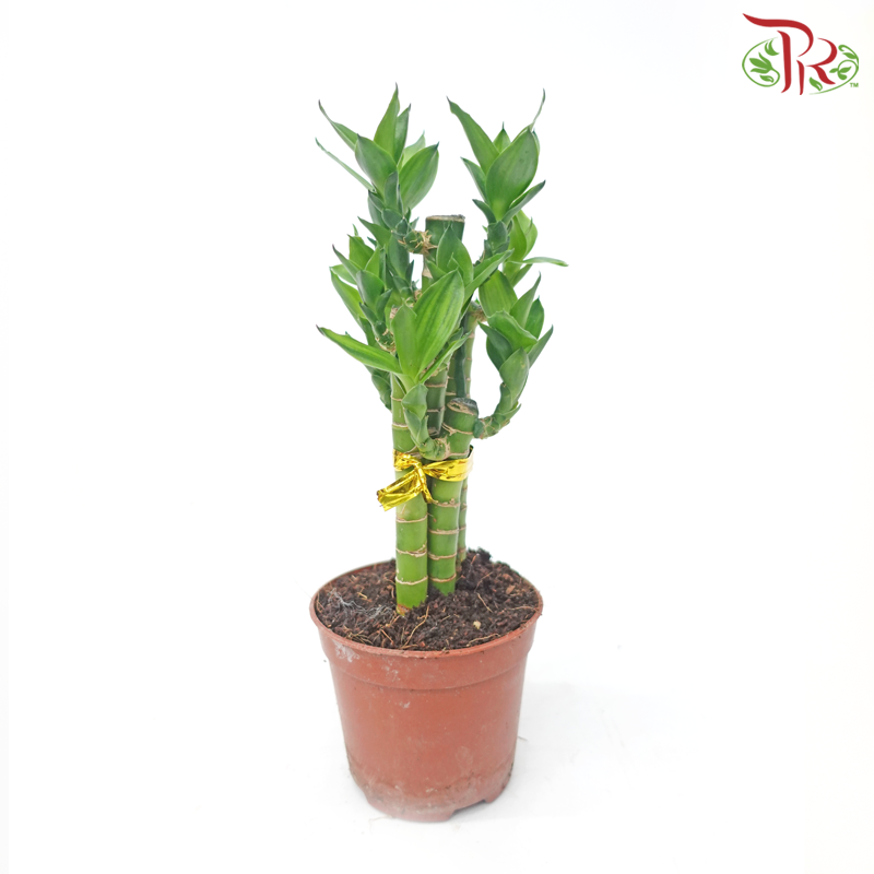 Lotus Bamboo (5in1)《荷花竹》
