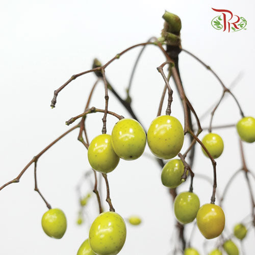 Melia Azedarach - (3 Stems) - Pudu Ria Florist