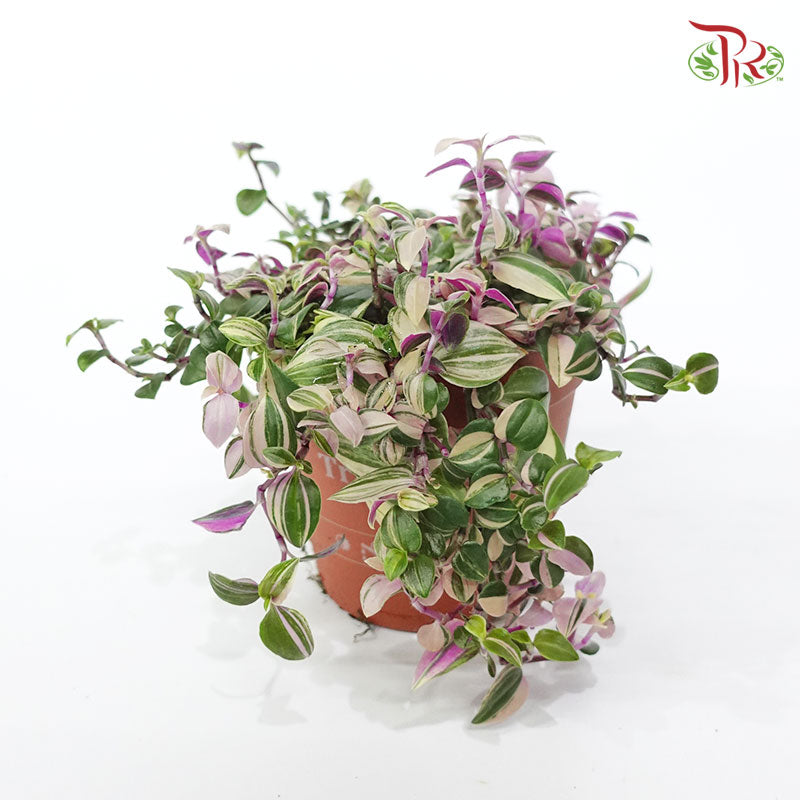 Tradescantia Flum Quadricolour 《四色白花紫露草》(10cm) - Pudu Ria Florist