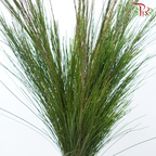 Pinus Halepensis