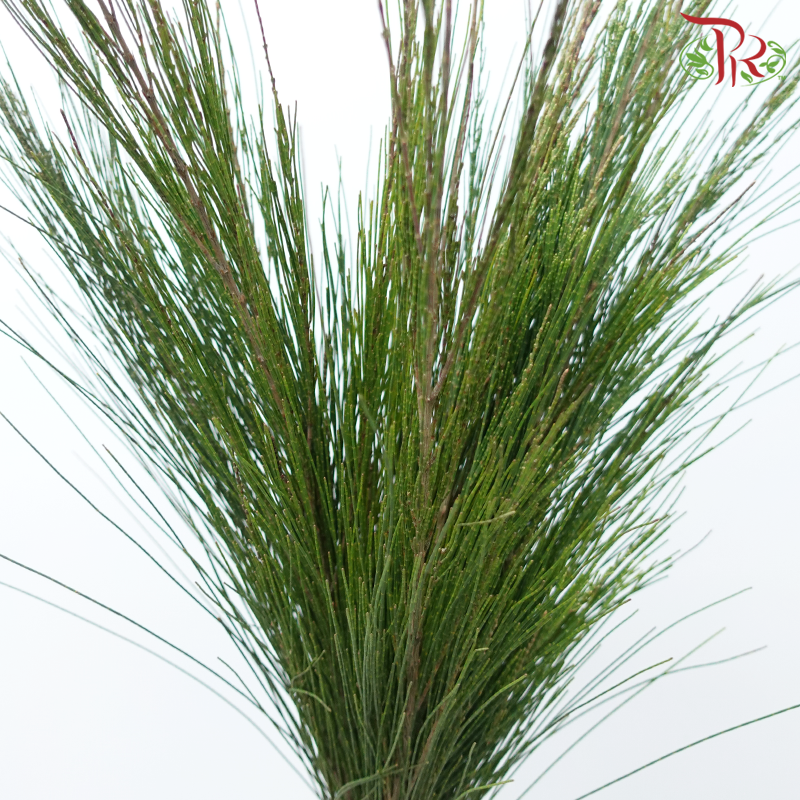 Pinus Halepensis