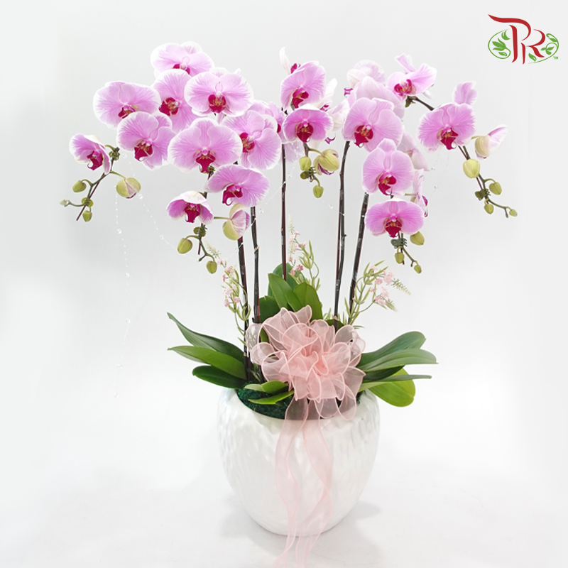 Lover's Garden (Random Choose Orchid Color & Deco)