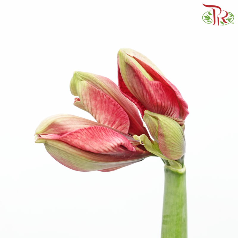 Amaryllis - Cherry Red (Per Stem) - Pudu Ria Florist