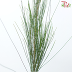 Pinus Halepensis