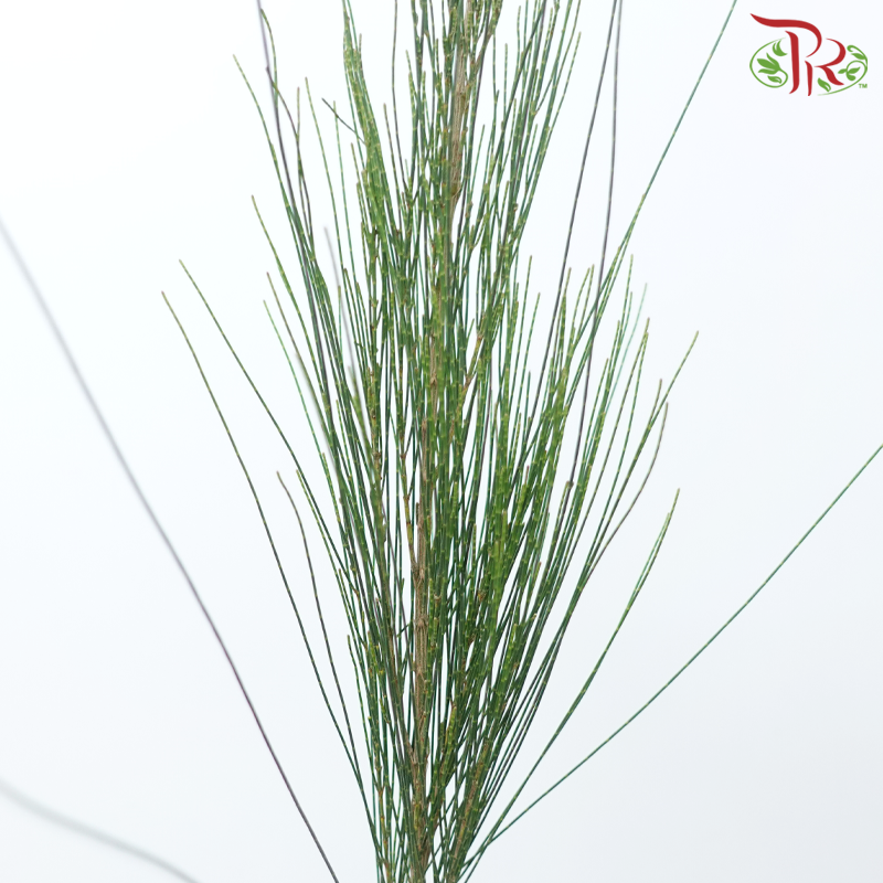 Pinus Halepensis