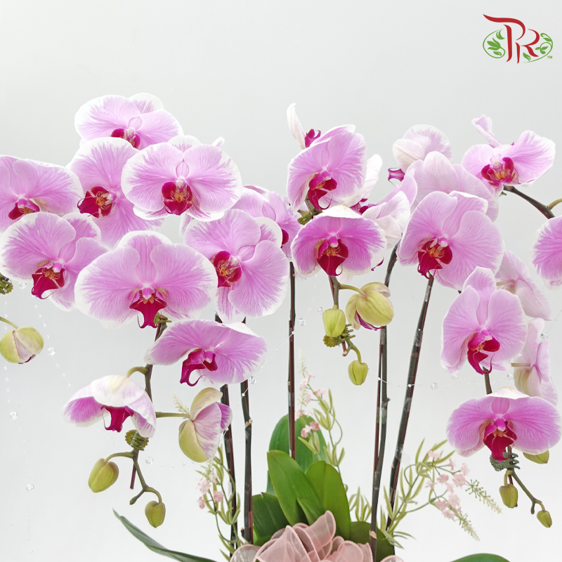Lover's Garden (Random Choose Orchid Color & Deco)