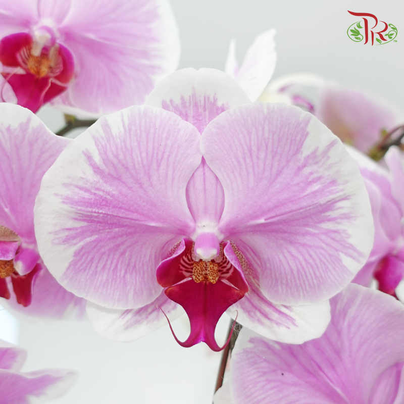 Lover's Garden (Random Choose Orchid Color & Deco)