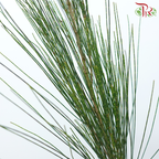 Pinus Halepensis