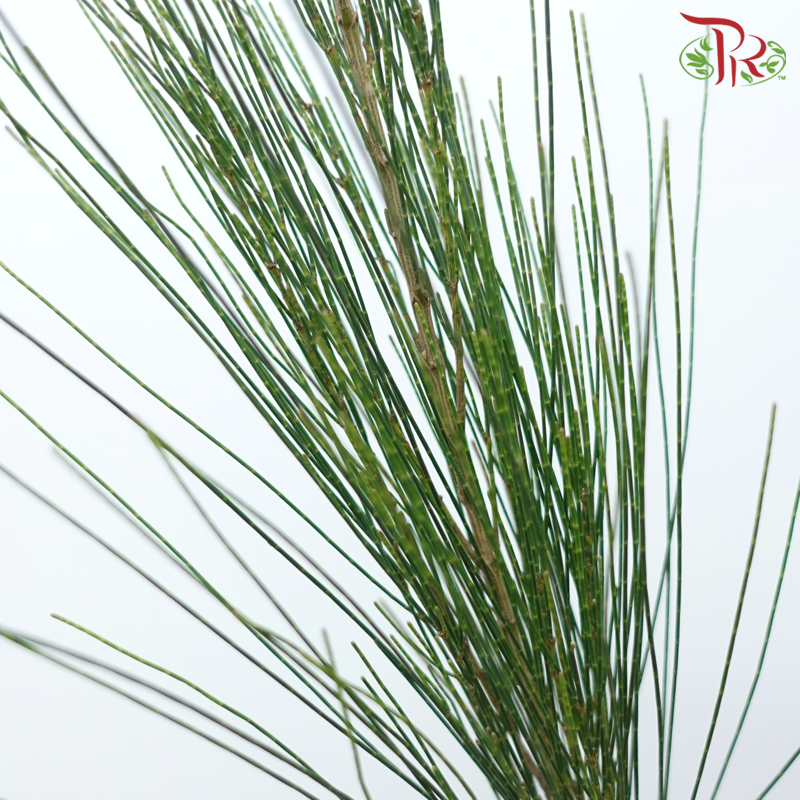 Pinus Halepensis