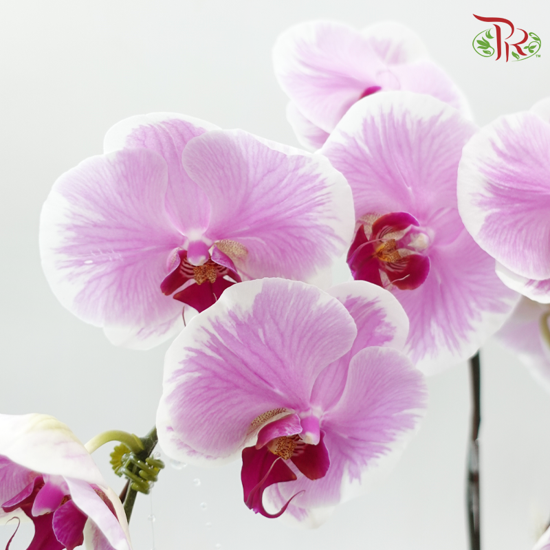 Lover's Garden (Random Choose Orchid Color & Deco)