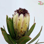 Protea