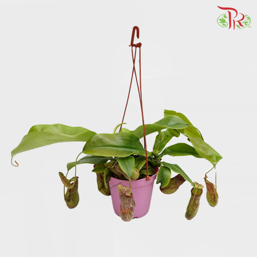 Nepenthes《猪笼草》 - Pudu Ria Florist