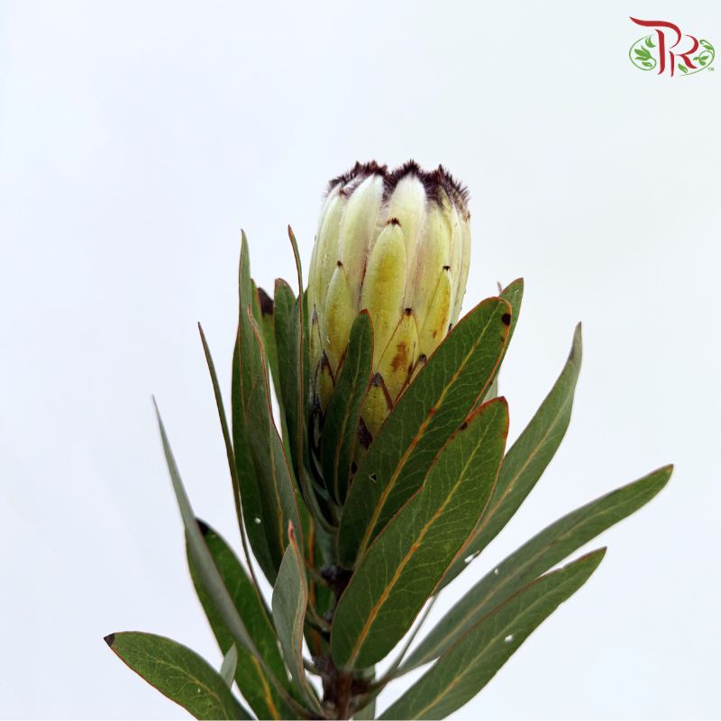 Protea