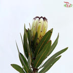 Protea