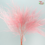 Preserved Tiki Fern
