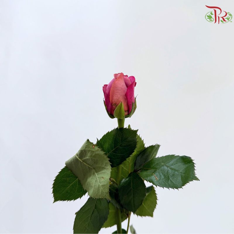 Rose 《玫瑰》