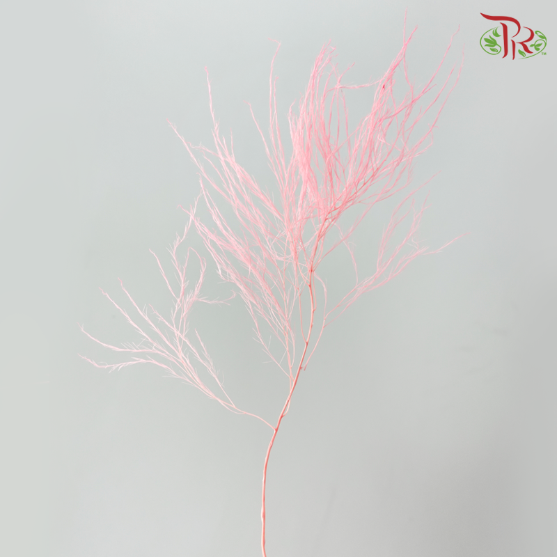 Preserved Tiki Fern