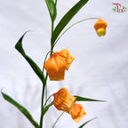 Sandersonia Aurantiaca