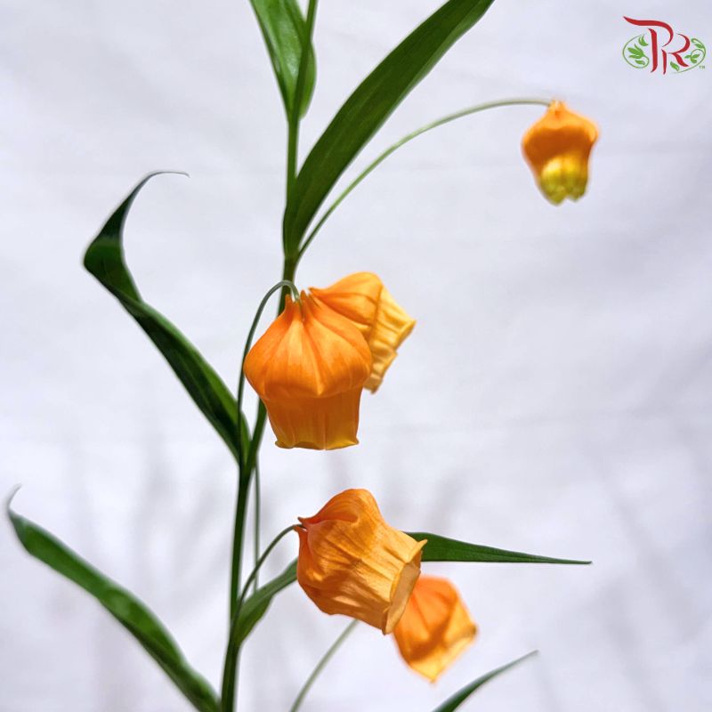 Sandersonia Aurantiaca